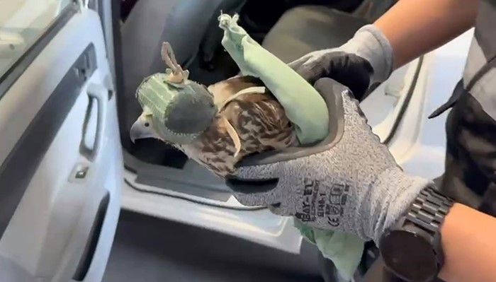 Makak maymunu ve şahinler ka&ccedil;ak&ccedil;ıların pen&ccedil;esinden kurtarıldı
