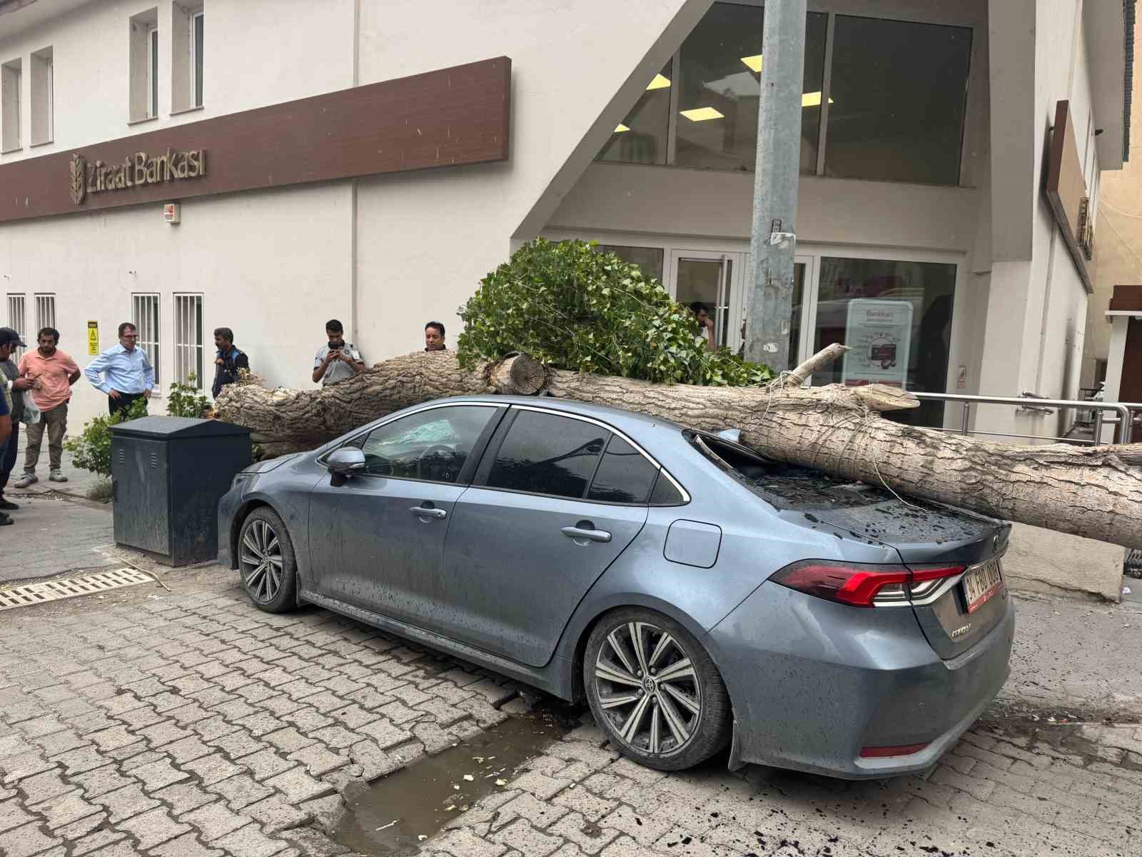 Diyadin&rsquo;de ağa&ccedil; devrildi ara&ccedil; hasar g&ouml;rd&uuml;
