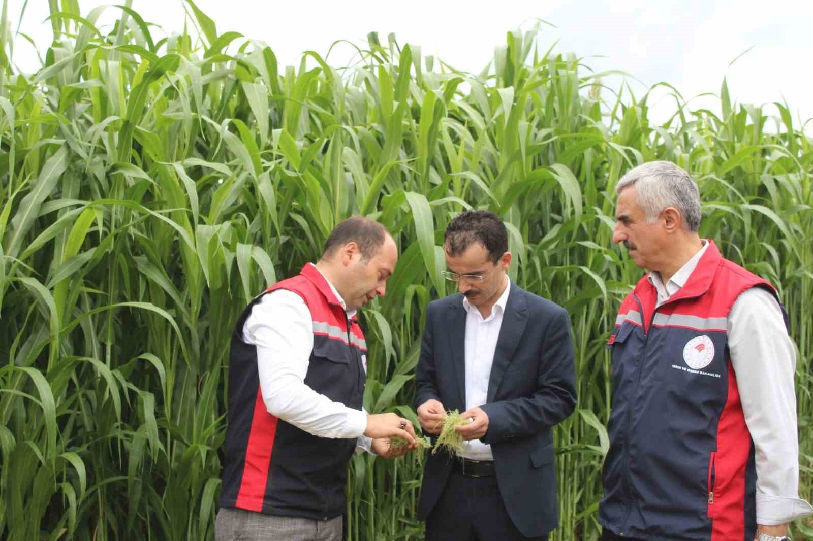 Bakanlık desteği ile alternatif yem bitkisi üretimi gelişiyor