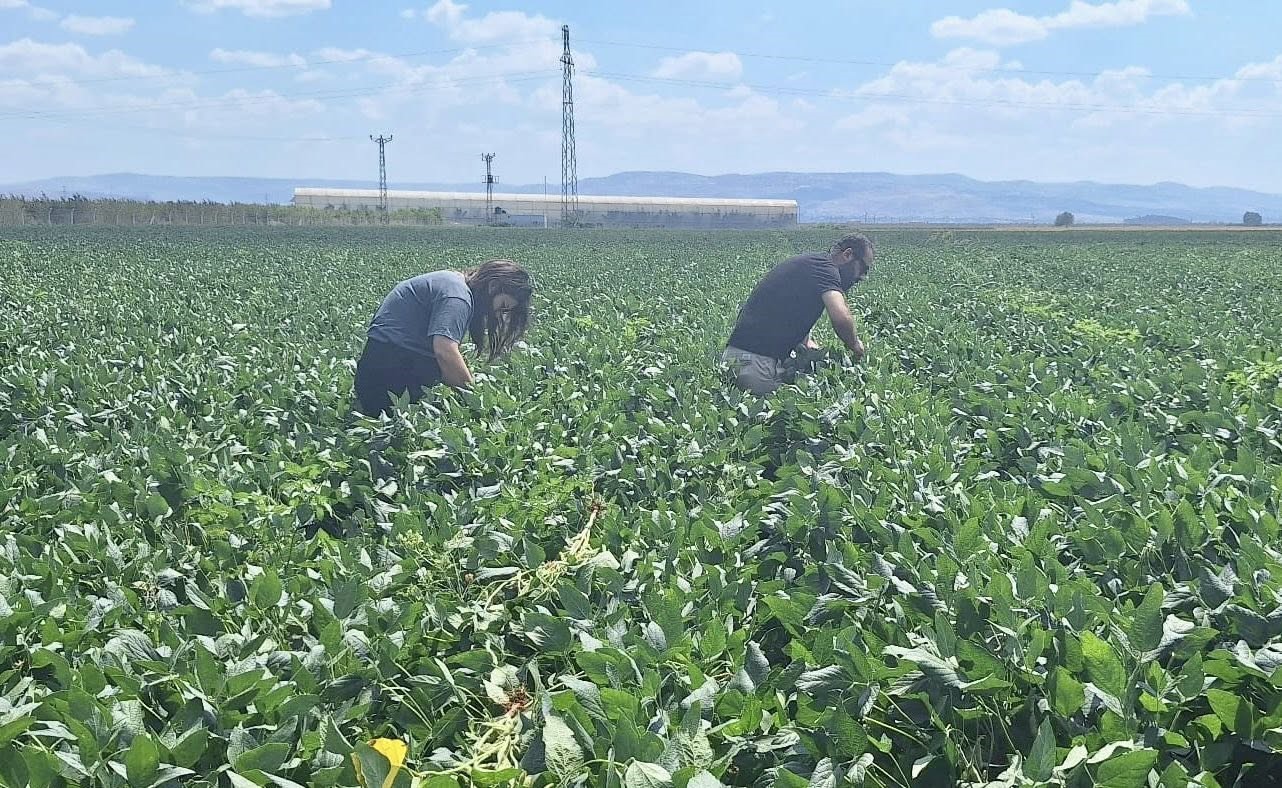Hatay&rsquo;da pamuk ve soya ekili araziler kontrol edildi
