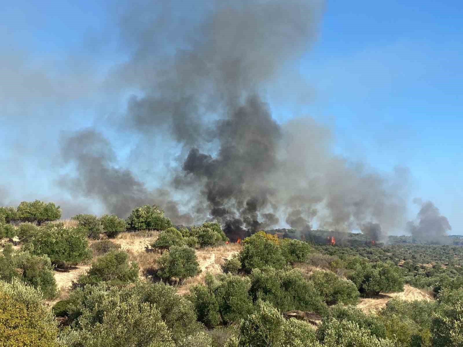 Antalya&rsquo;da makilik alanda &ccedil;ıkan yangın zeytin ağa&ccedil;larına zarar verdi

