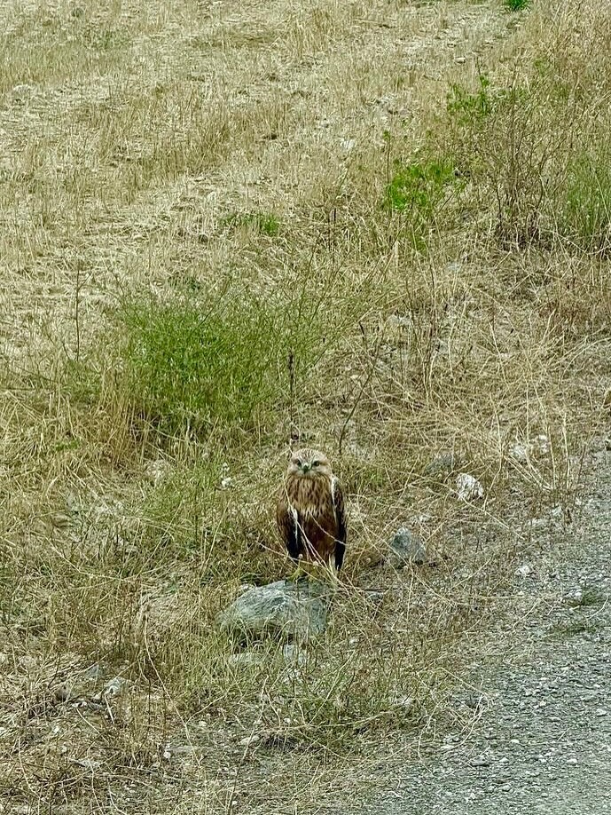 Kastamonu’da yaralı halde bulunan şahin tedavi altına alındı