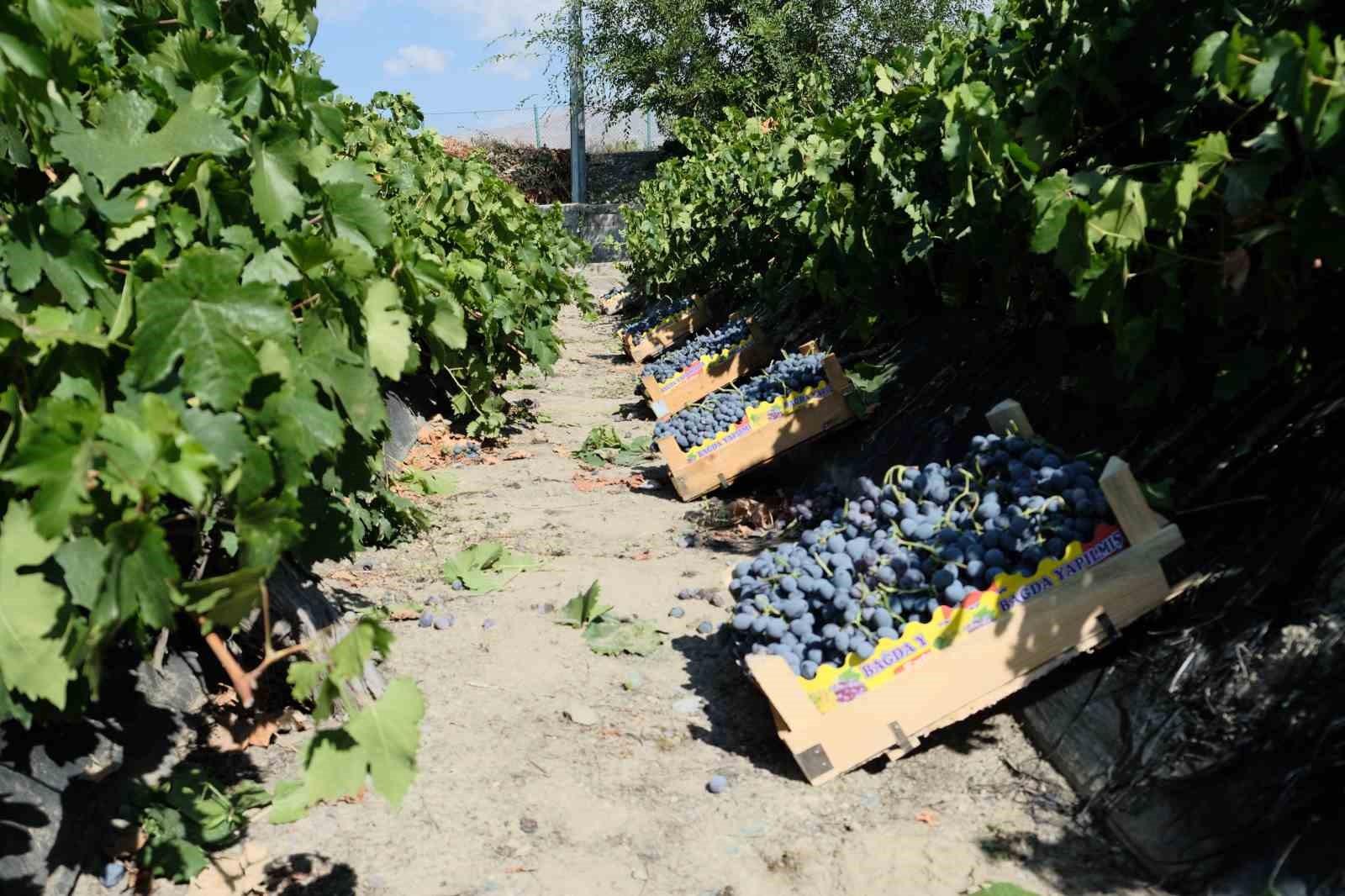 Erzincan Cimin &uuml;z&uuml;m&uuml;nde hasat başladı: Sofralıkta eşsiz, şarapta kullanılamaz
