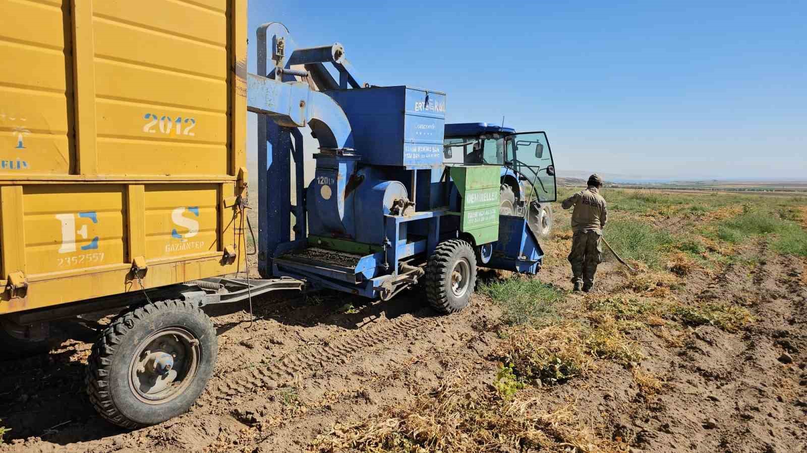 Adilcevaz&rsquo;da fasulye hasadı başladı
