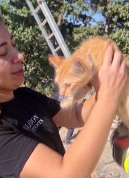Ağa&ccedil;ta mahsur kalan kedi, merdiven yardımıyla kurtarıldı
