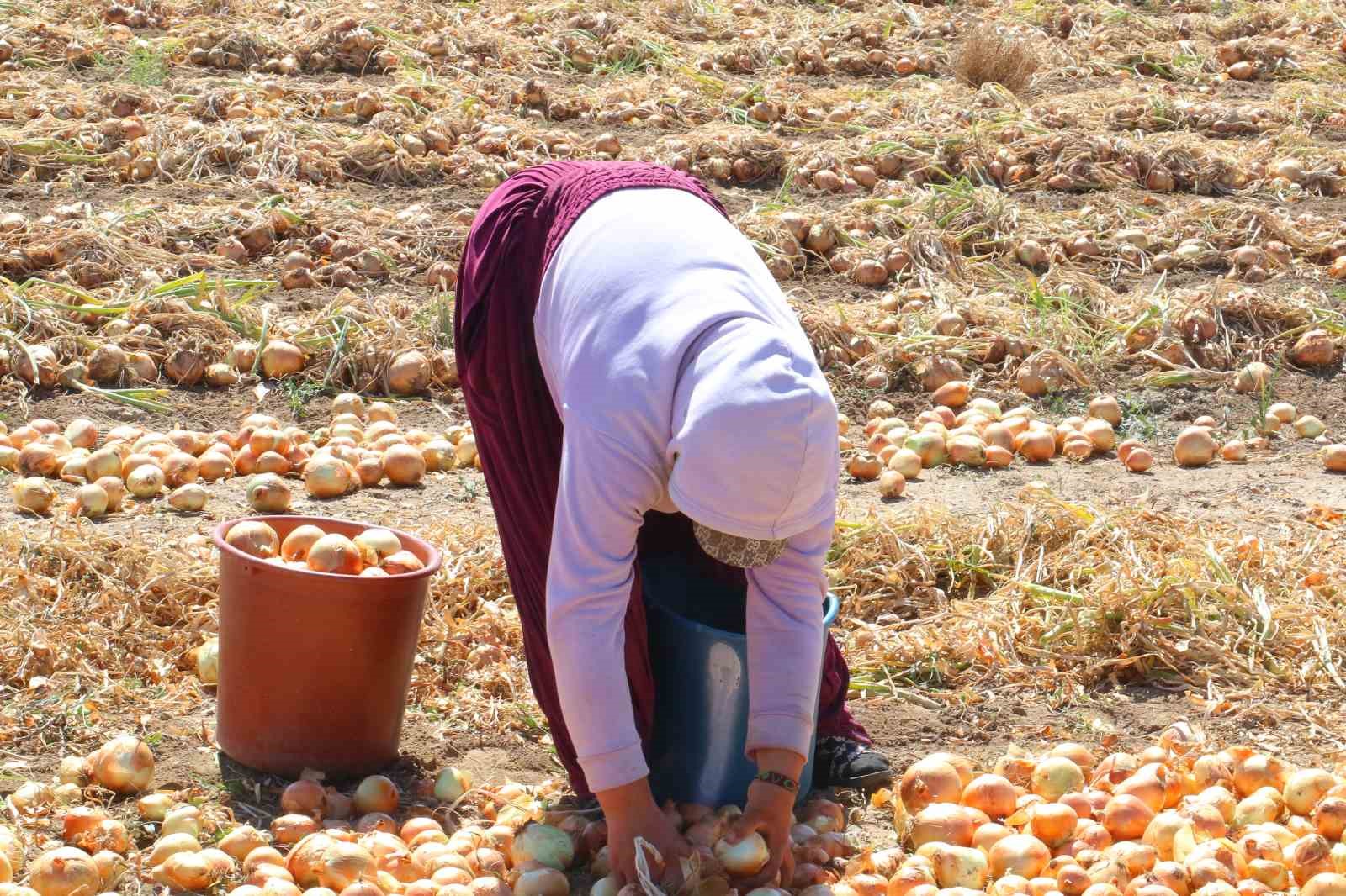 Kışlık soğanın ilk hasadı başladı
