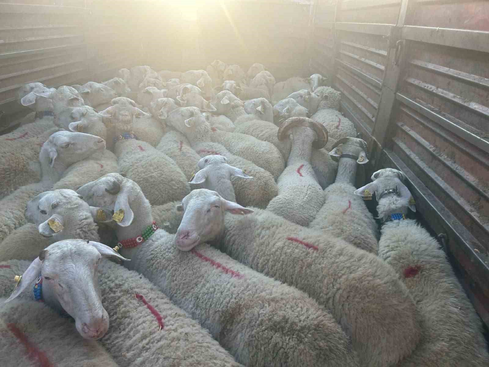 Kırklareli’nde 57 kaçak hayvan yakalandı