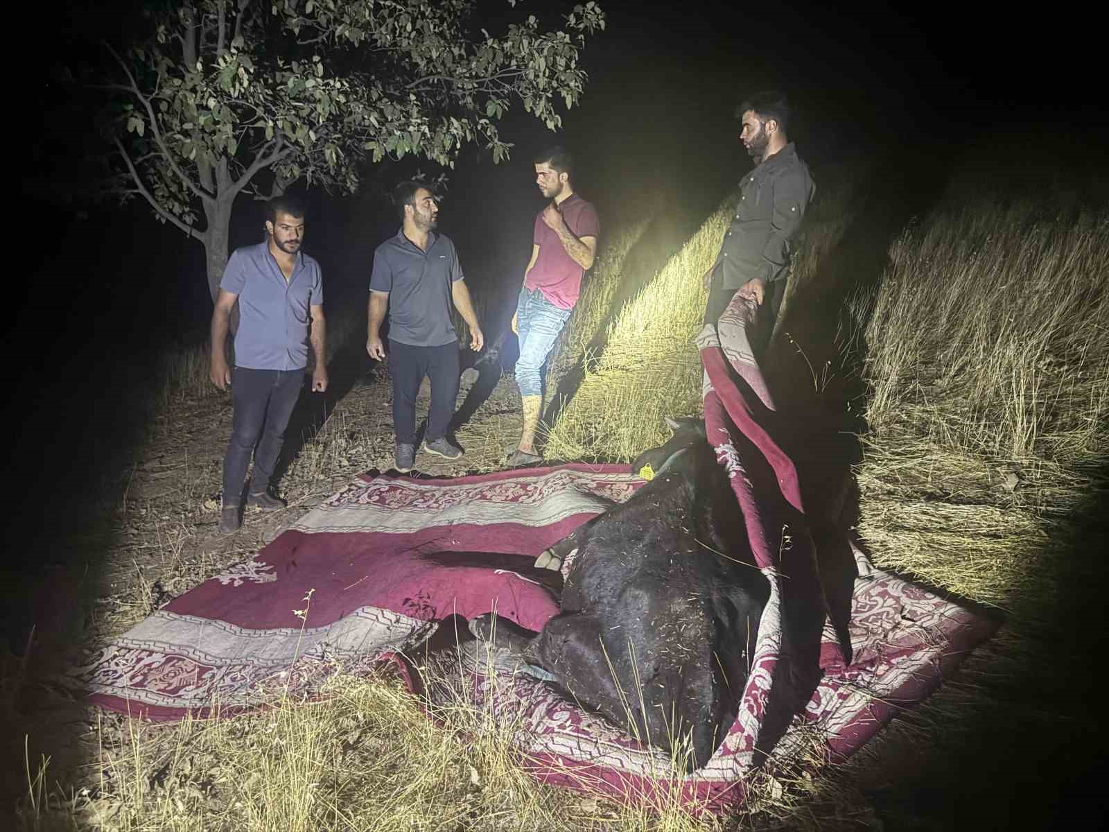 Derecik’te dağda rahatsızlanan inek, halı içerisinde 1 kilometre taşındı