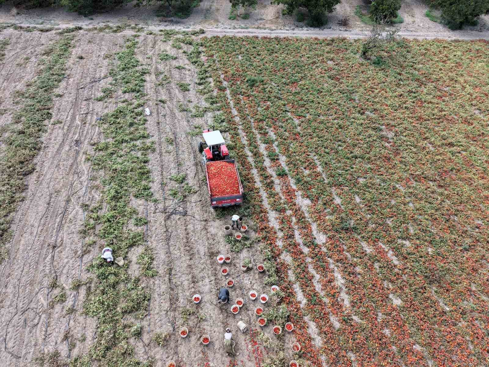 Aroması ve lezzetiyle bilinen Sındırgı domatesi 4 lira
