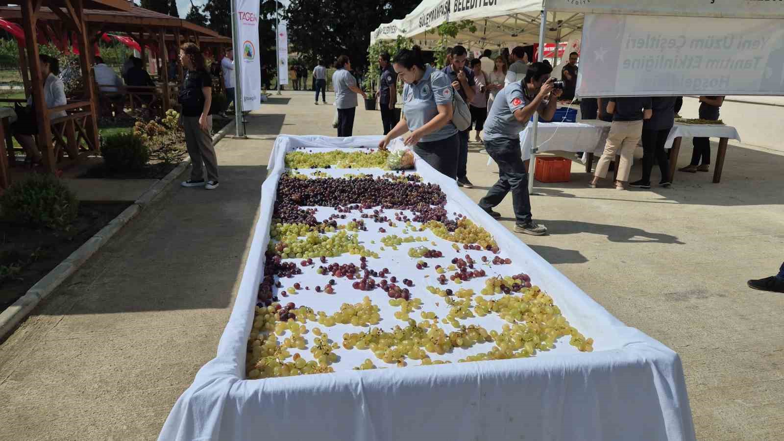 Tekirdağ’da üzüm şöleni: Onlarca yeni çeşit tanıtıldı
