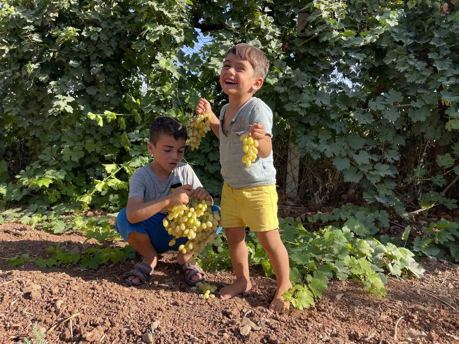Şanlıurfa’da üzümün pekmez yolculuğu başladı