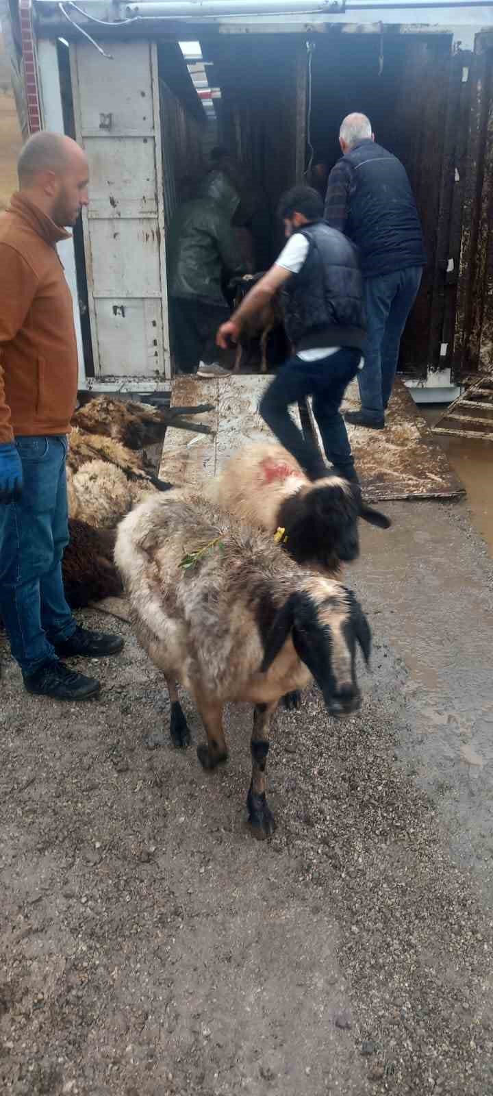 İspir&rsquo;de koyun y&uuml;kl&uuml; tır devrildi: Can pazarı yaşandı
