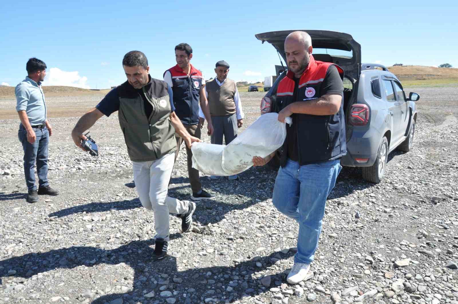 Kars göllerine binlerce sazan yavrusu bırakıldı