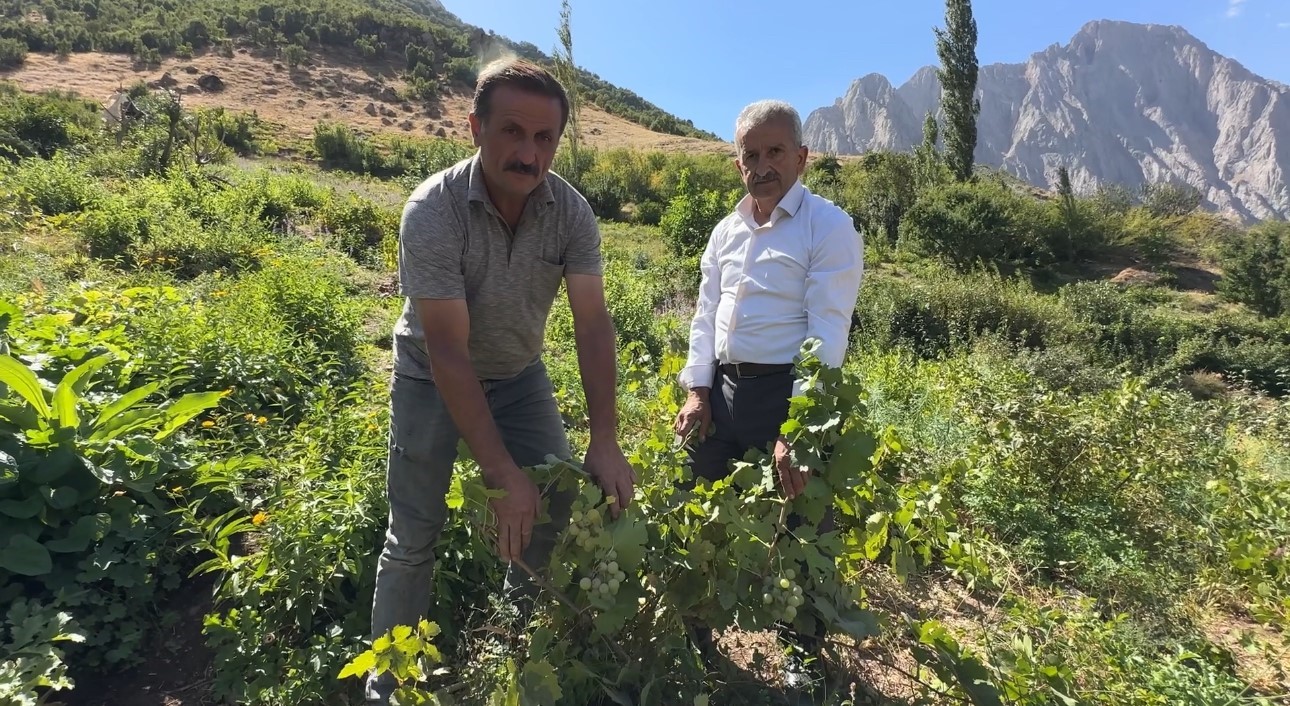 Yüksekova’da yerli üzümün merkezi: Yeşiltaş köyü