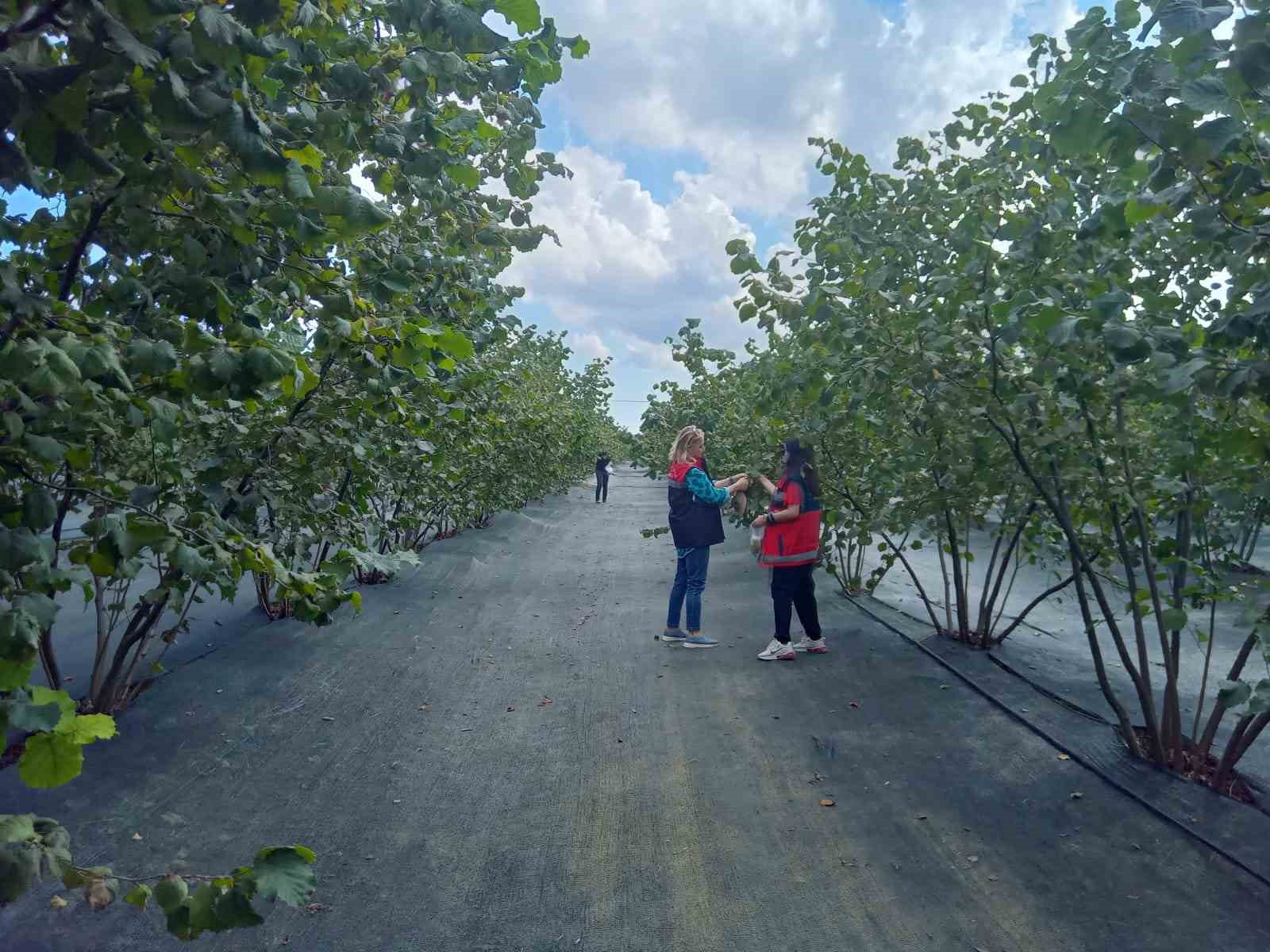 Kahverengi kokarca mücadelesinde yeni hamle