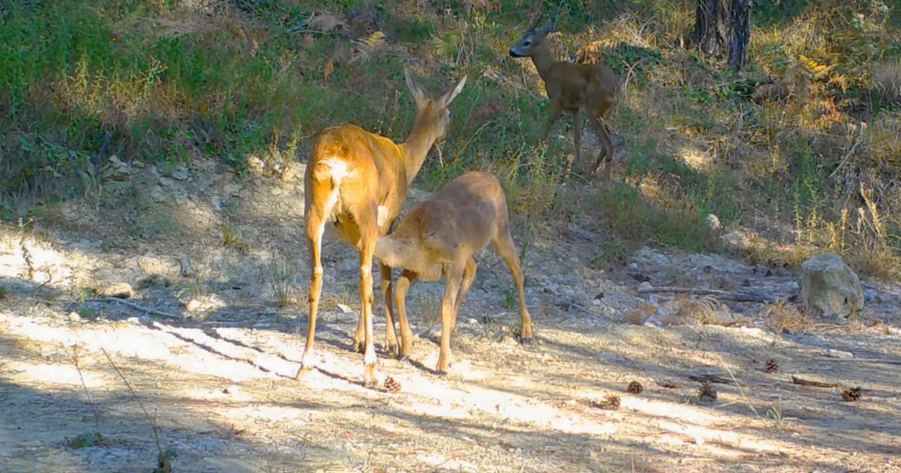 Safranbolu’da boz ayı ve karacalar fotokapana yansıdı