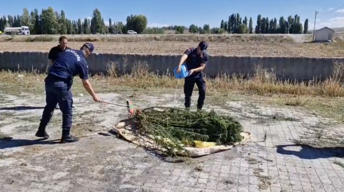 Alaca’da ele geçirilen 21 kök kenevir imha edildi