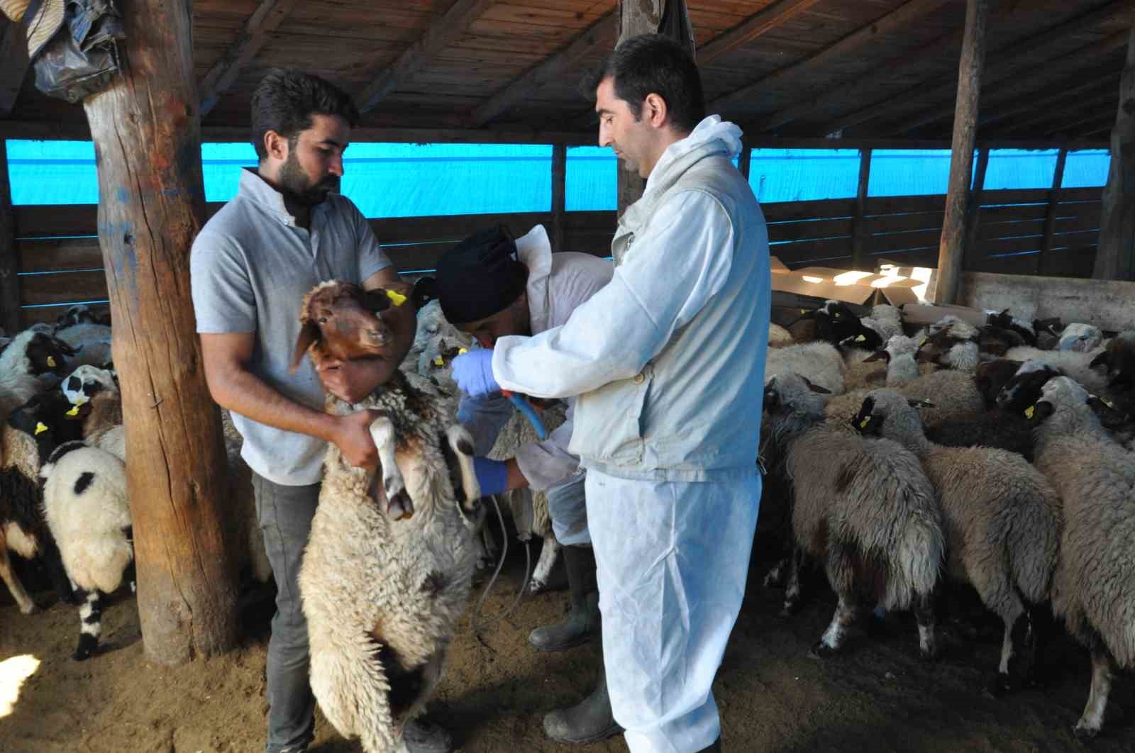 Kars’ta küçükbaş hayvanlara kayıt altına alınıyor