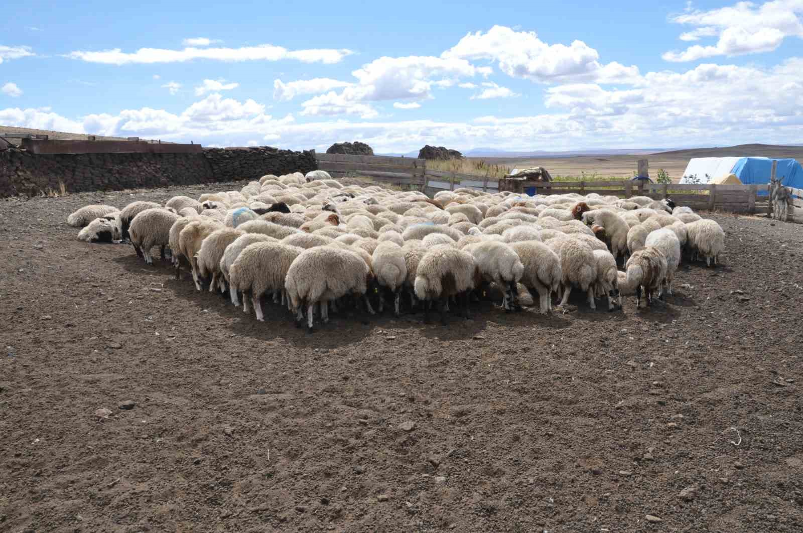 Kars&rsquo;ta k&uuml;&ccedil;&uuml;kbaş hayvanlara kayıt altına alınıyor
