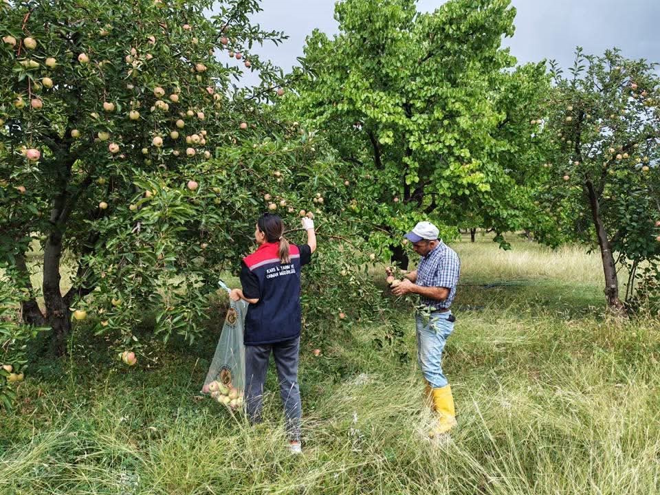 Kağızman’da elma bahçelerinde Pestisit denetimi
