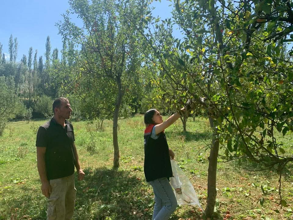Kağızman&rsquo;da elma bah&ccedil;elerinde Pestisit denetimi
