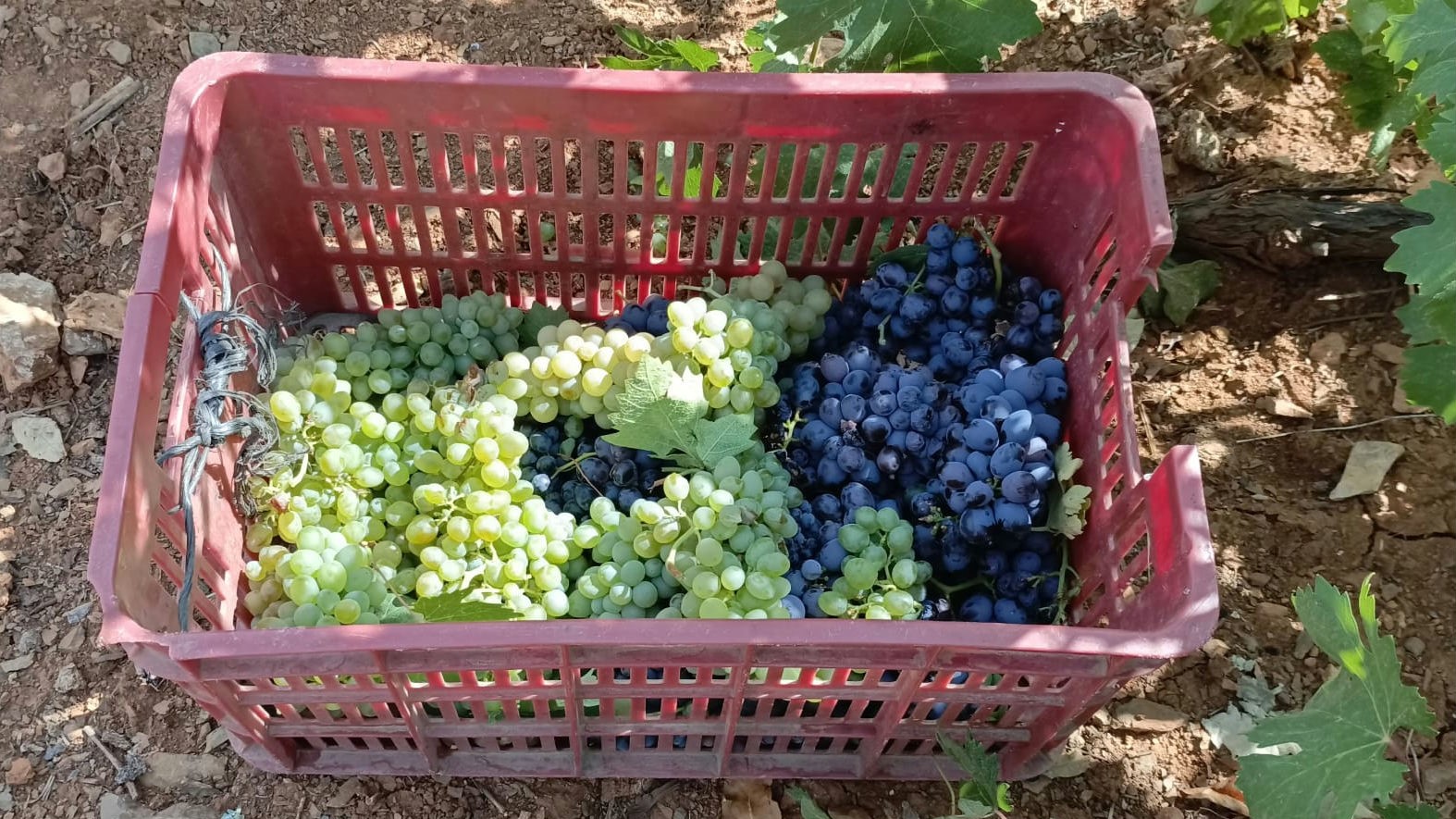 Bozkır&rsquo;da geleneksel pekmez yapımı sabır ve emek gerektiriyor

