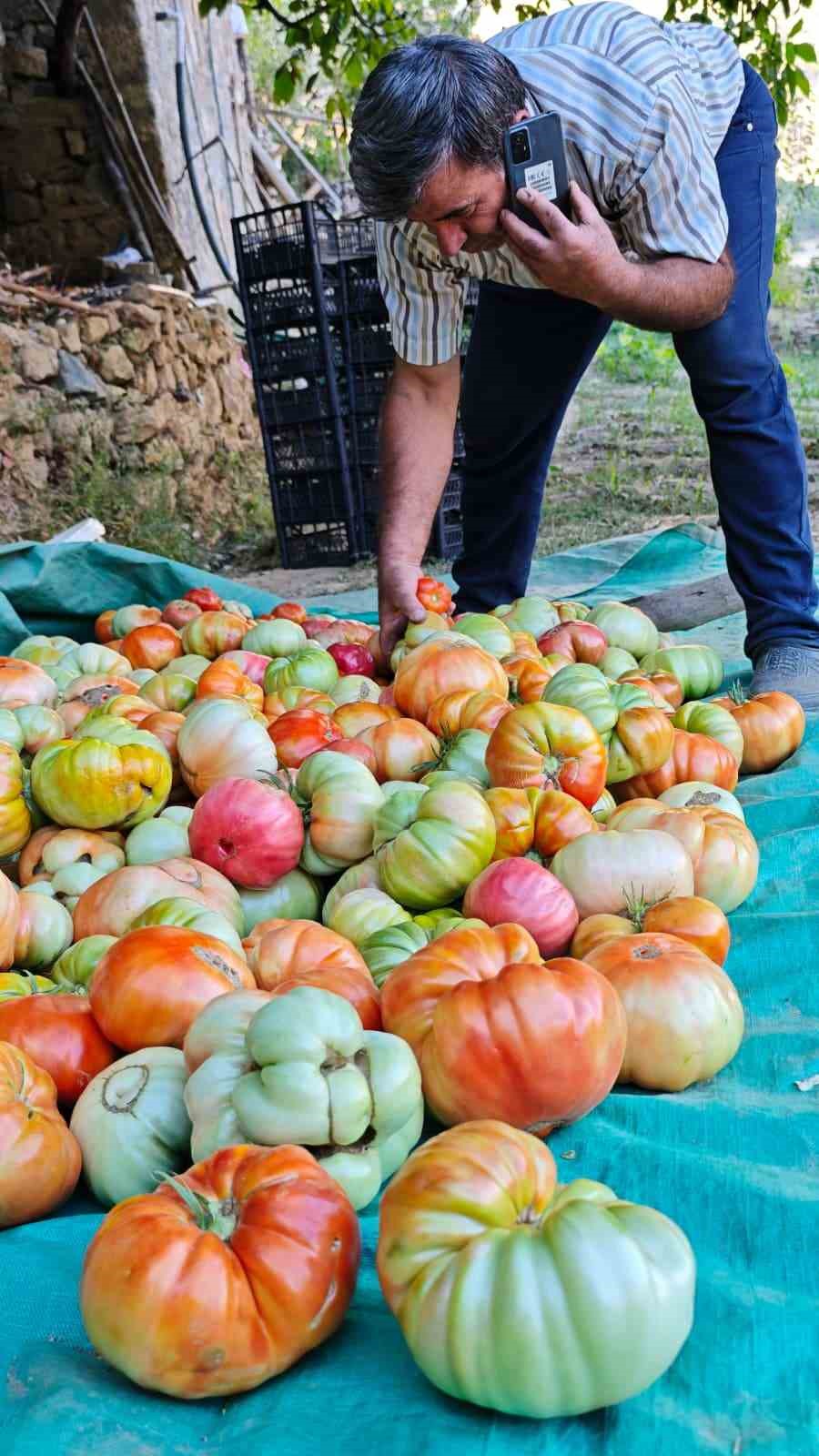 Yarım y&uuml;zyıllık ata tohumu domatesler k&ouml;yleri şaşkına &ccedil;evirdi
