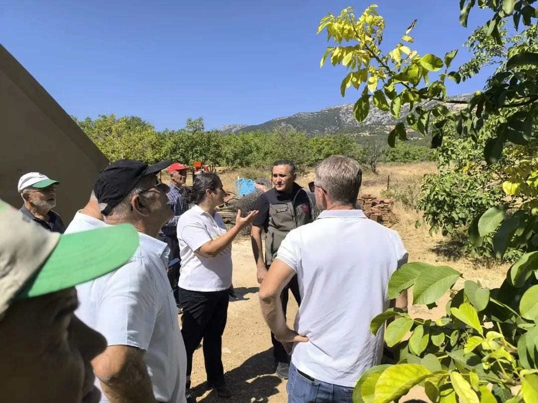 Hasat &ouml;ncesi ceviz bah&ccedil;elerinde inceleme yapıldı
