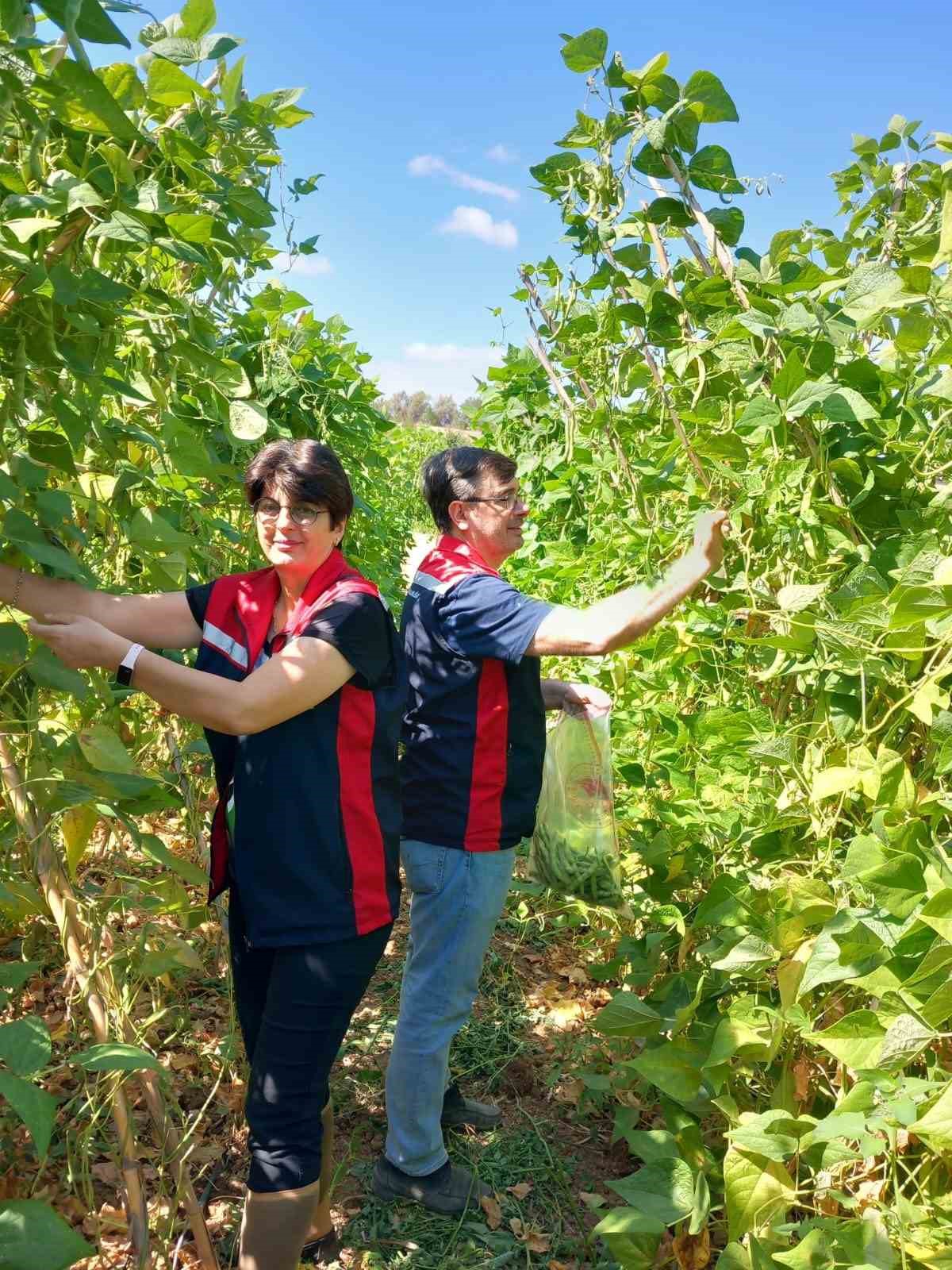 Tokat’ta hasat öncesi pestisit denetimi yapıldı
