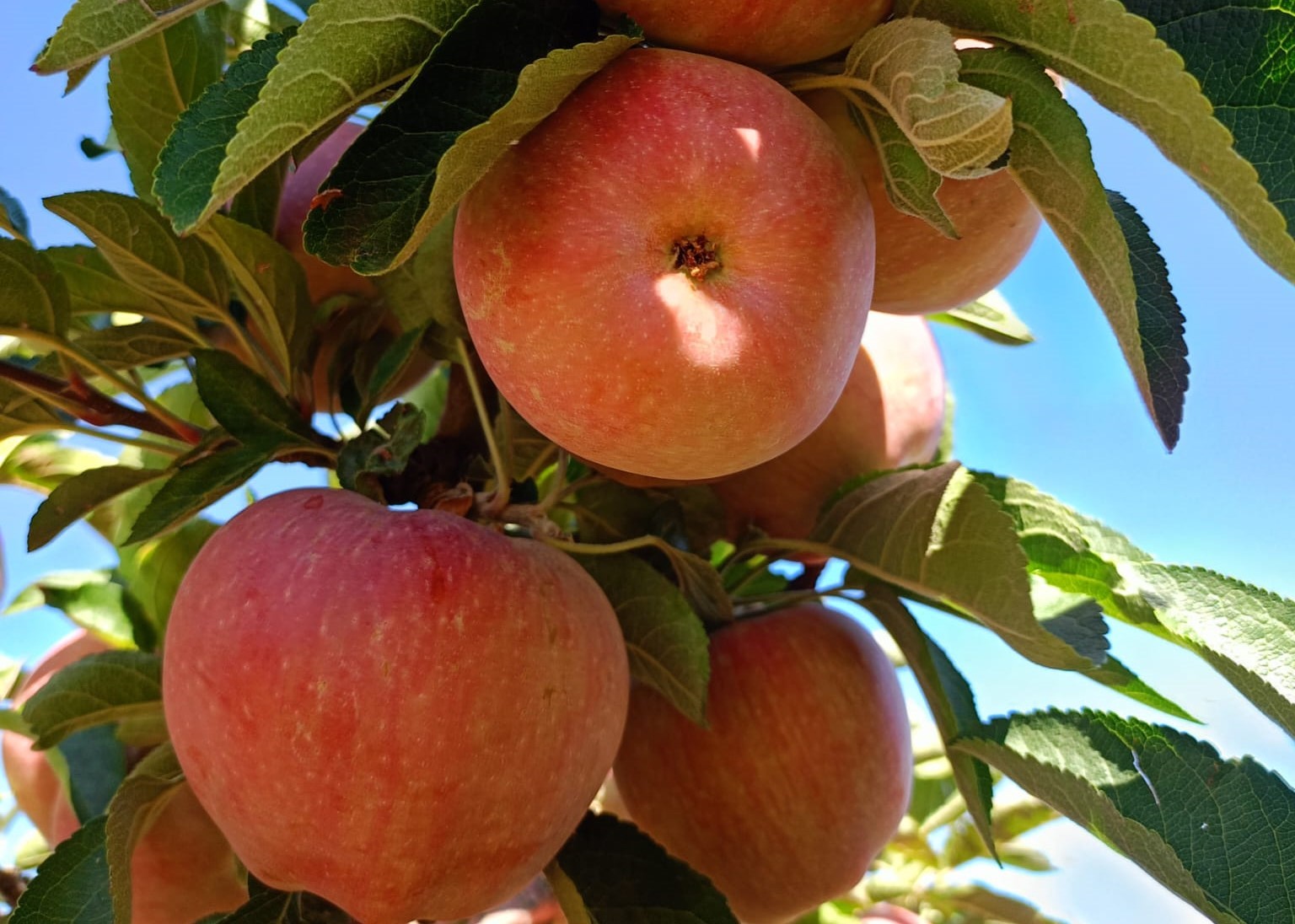 Beyşehir&rsquo;de hasat &ouml;ncesi pestisit denetimleri
