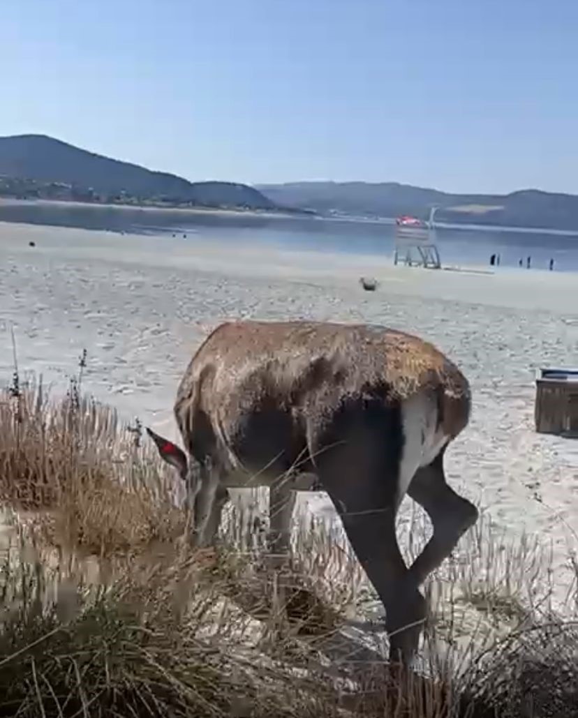 Salda G&ouml;l&uuml;ne inen geyik cep telefonu kamerasına yansıdı
