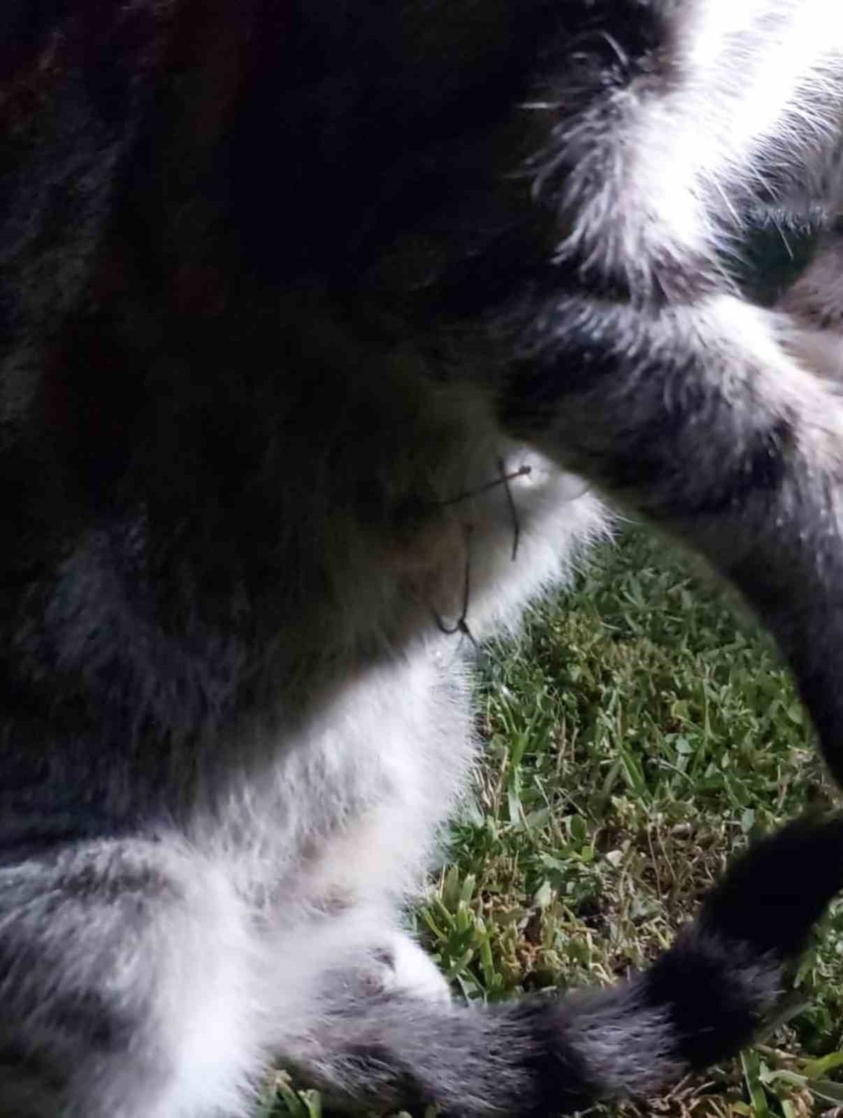 Balık misinasına dolanarak yaralanan kedinin imdadına itfaiye yetişti