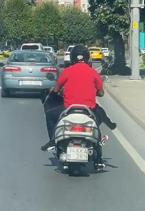 Motosiklet üzerinde köpekle ilerledi: Bakırköy’de tehlikeli yolculuk kamerada
