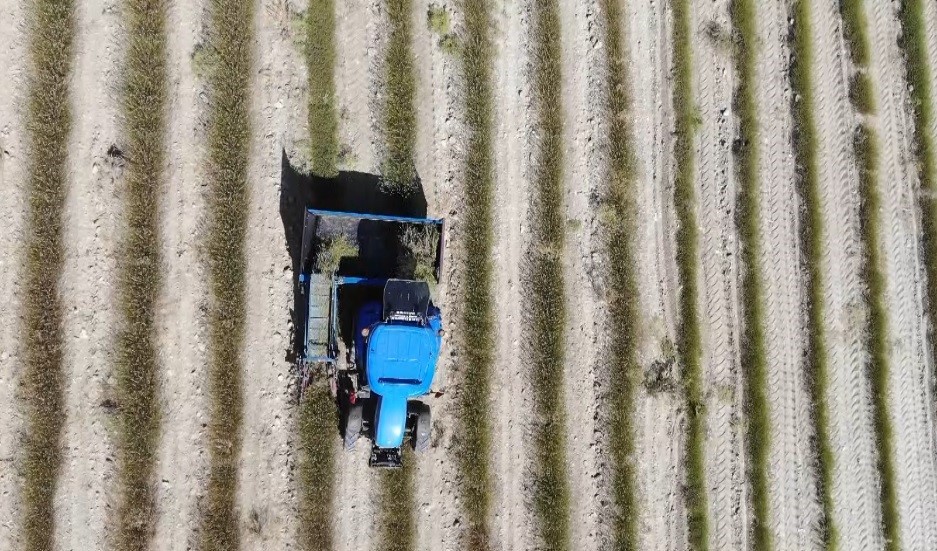 Yağmur suyuyla yetişiyor, yurt dışına ihracat ediliyor
