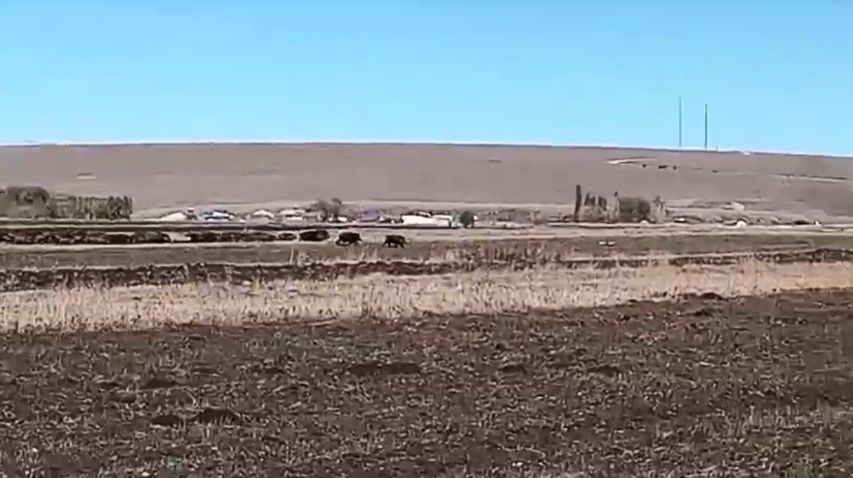 Kars’ta mısır tarlaları domuz sürüsünün istilasına uğradı