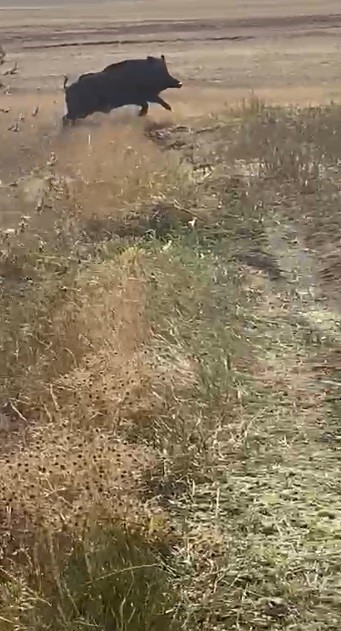 Kars&rsquo;ta mısır tarlaları domuz s&uuml;r&uuml;s&uuml;n&uuml;n istilasına uğradı
