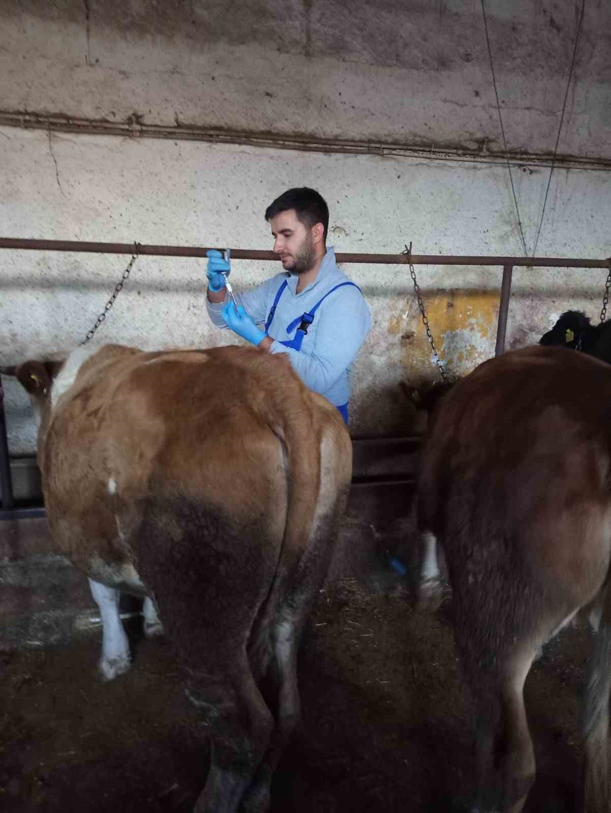Aydıntepe&rsquo;de sonbahar şap aşılama kampanyasında sona gelindi
