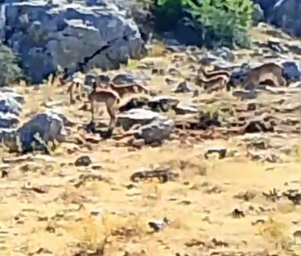 Malatya&rsquo;da s&uuml;r&uuml; halindeki yaban ke&ccedil;ileri g&ouml;r&uuml;nt&uuml;lendi
