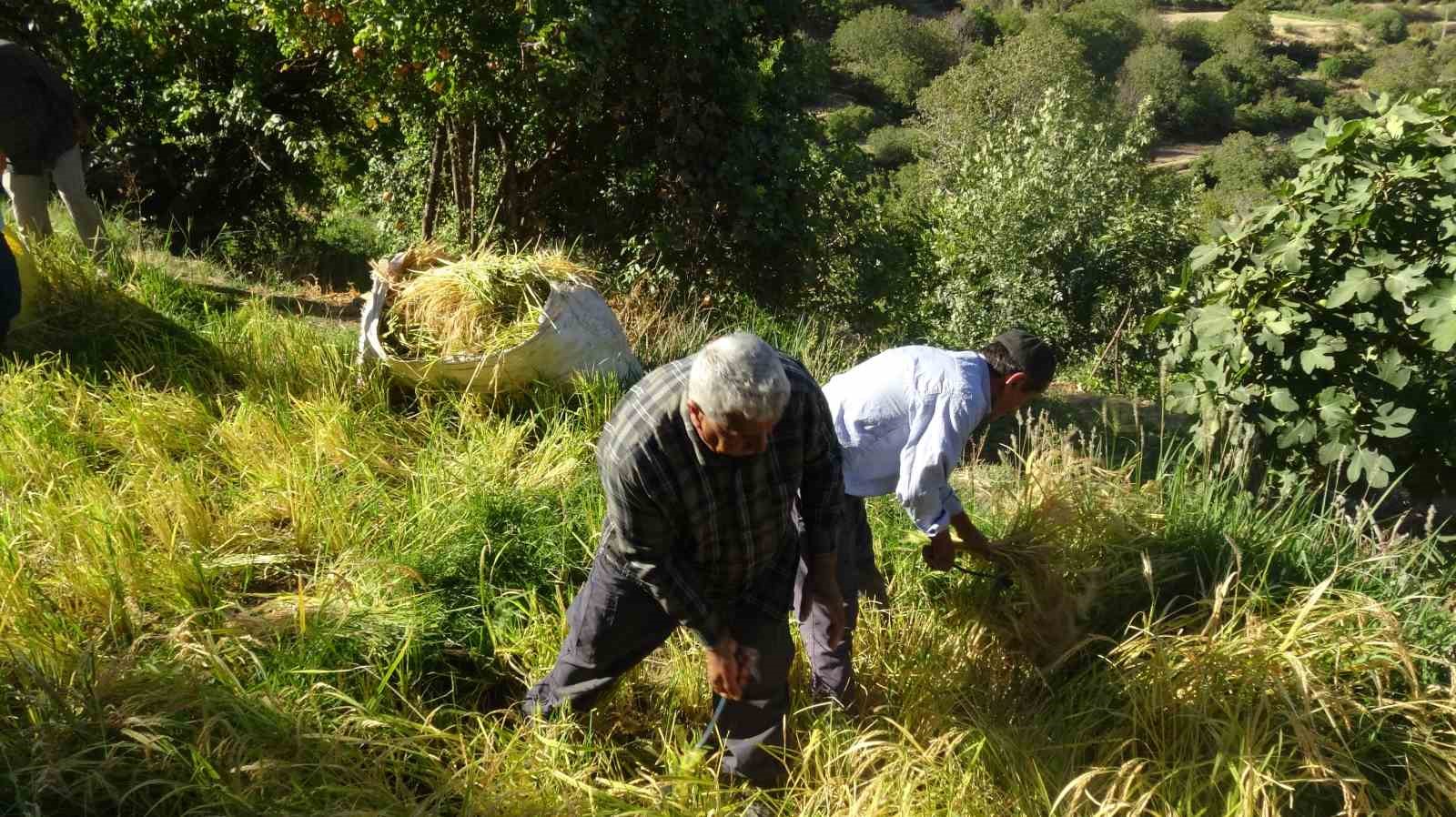 Batman’da asırlardır orakla pirinç hasadı yapılıyor