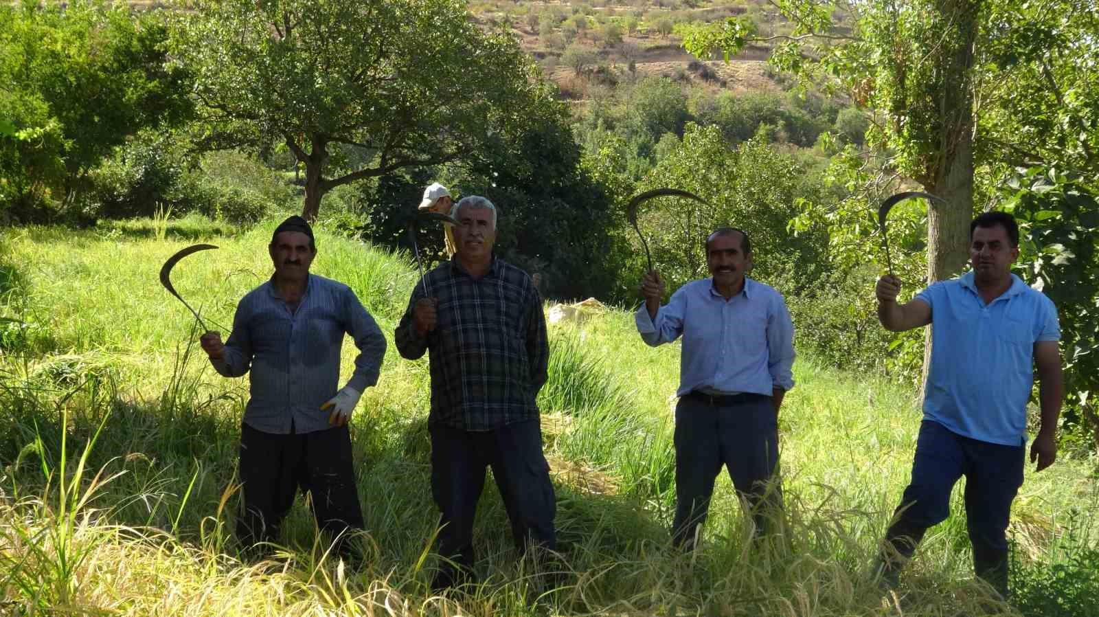 Batman&rsquo;da asırlardır orakla pirin&ccedil; hasadı yapılıyor
