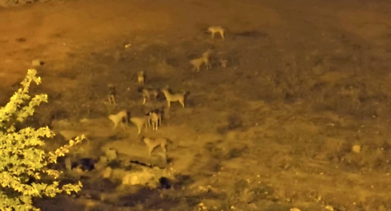 Mazıdağı’nda sokak köpekleri, vatandaşların korkulu rüyası oldu