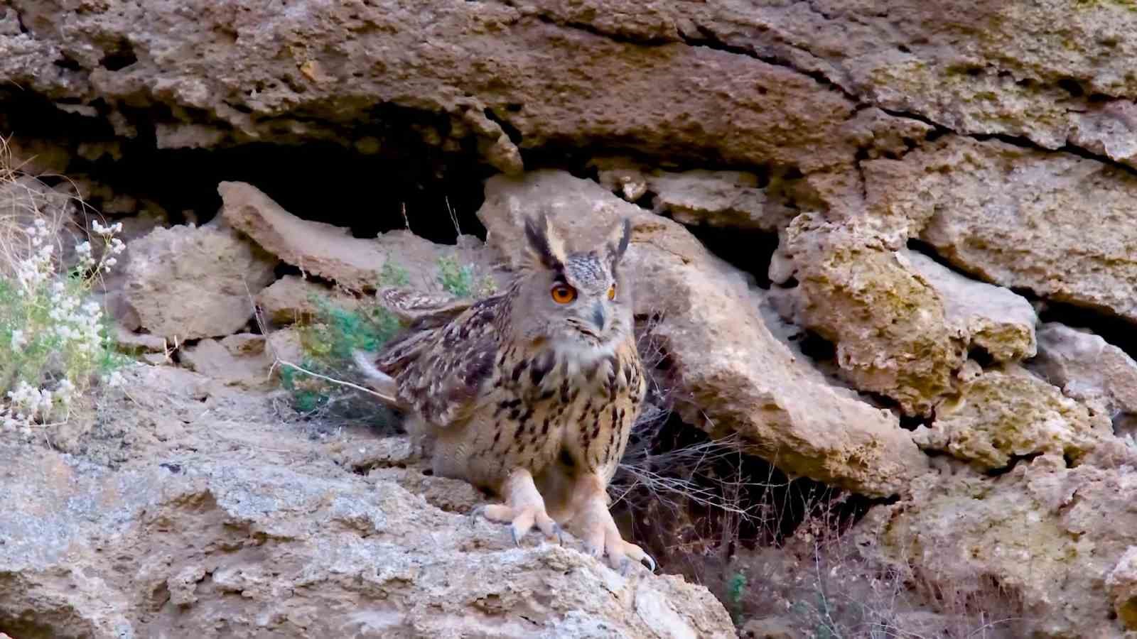 Türkiye’nin en cüsseli ve kamufle ustası baykuş türü Sivas’ta görüntülendi