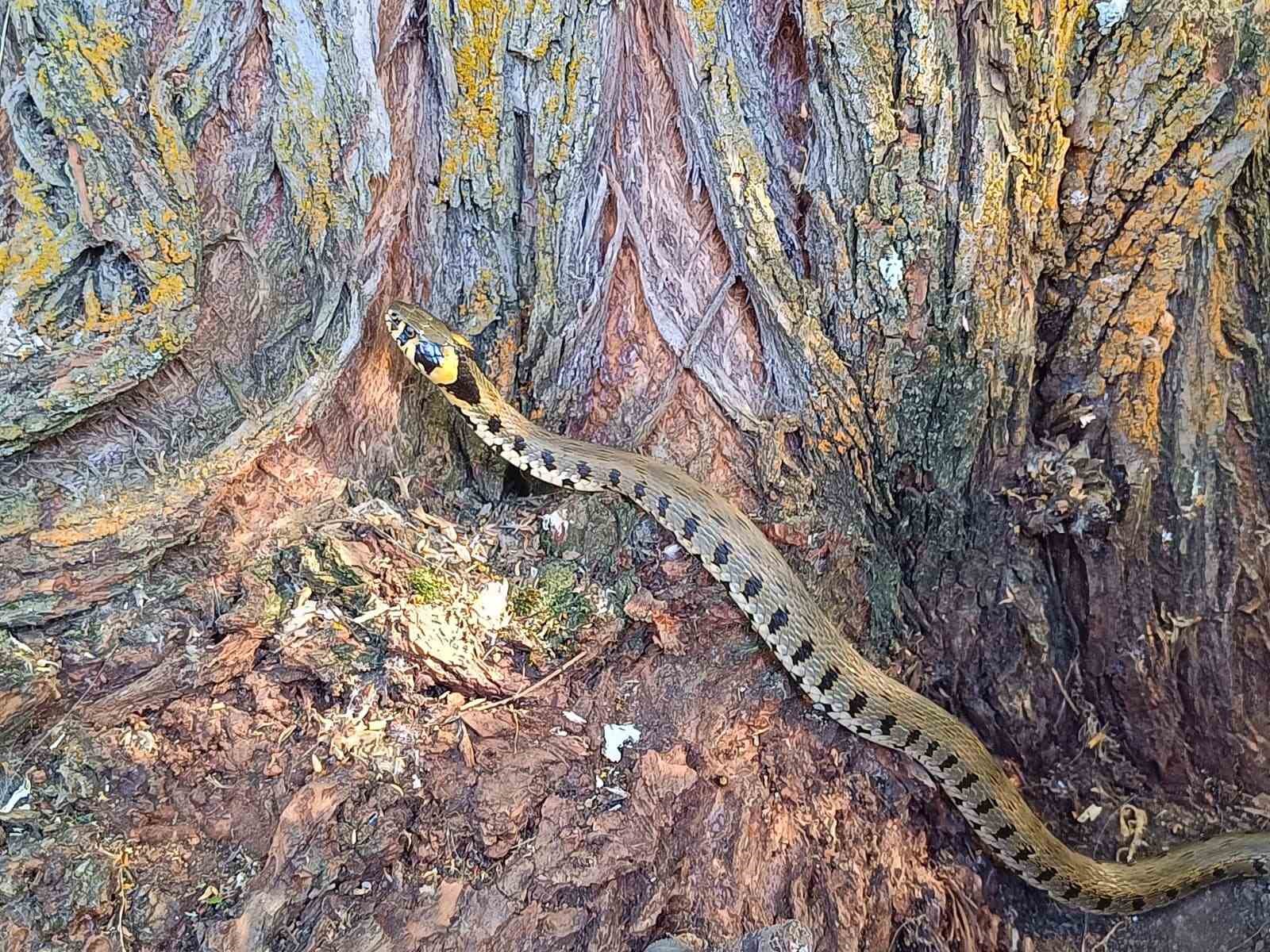 Küpeli su yılanı Tercan’da görüntülendi