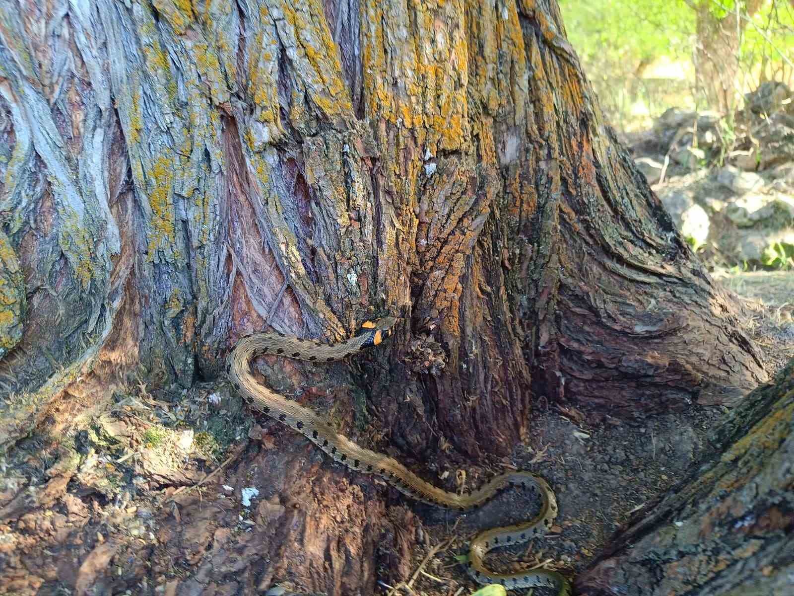 K&uuml;peli su yılanı Tercan&rsquo;da g&ouml;r&uuml;nt&uuml;lendi
