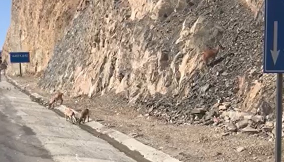 Hakkari&rsquo;de su i&ccedil;en dağ ke&ccedil;ileri g&ouml;r&uuml;nt&uuml;lendi
