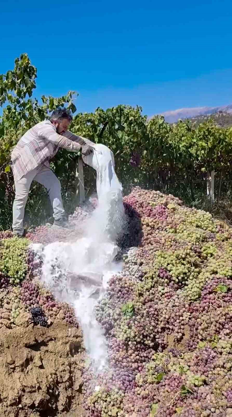 Manisa’da yasaklı ilaç kullanılan 6 ton üzüm imha edildi