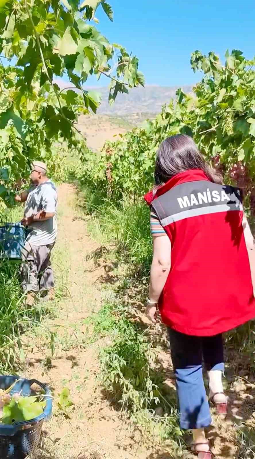 Manisa&rsquo;da yasaklı ila&ccedil; kullanılan 6 ton &uuml;z&uuml;m imha edildi
