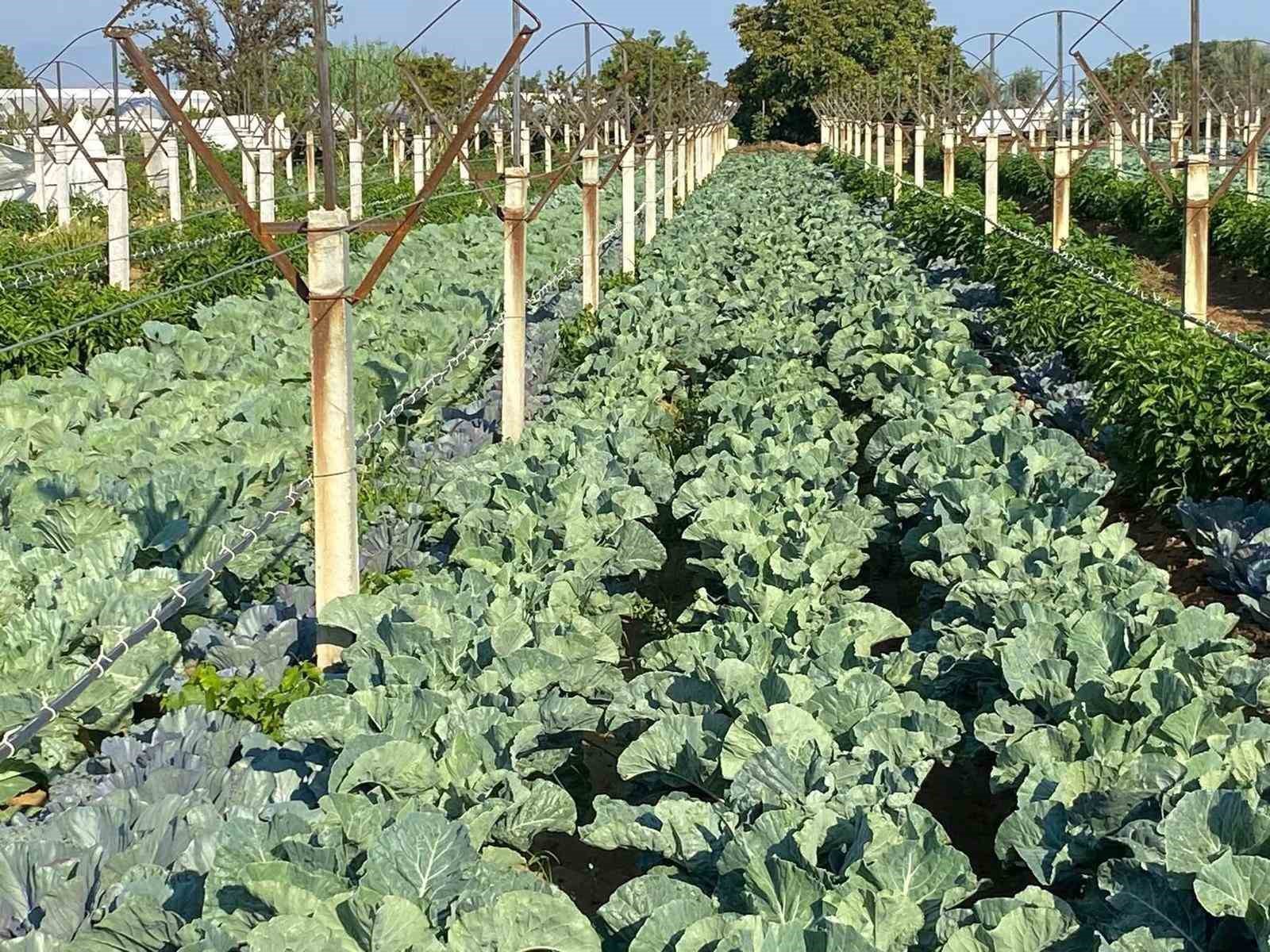 Üzüm bağında sebze üretimiyle çifte kazanç