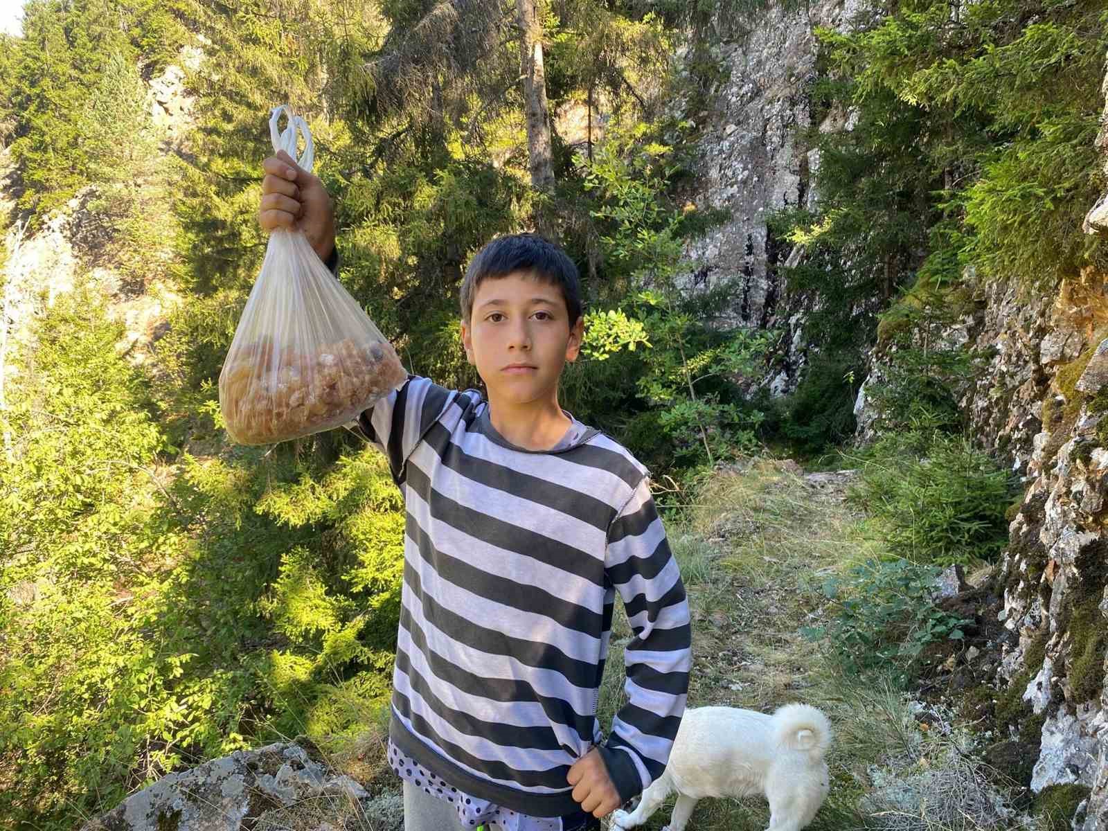 Artvinli minik Eymen hafta sonları çam sakızı toplayarak kilosunu 5 bin liraya satıyor