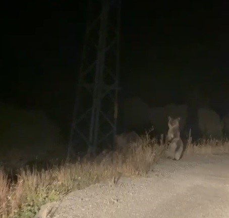 Bayburt’ta anne ve yavru ayının sinirli anları: Ayakları üzerinde araçtakileri korkutmaya çalıştılar
